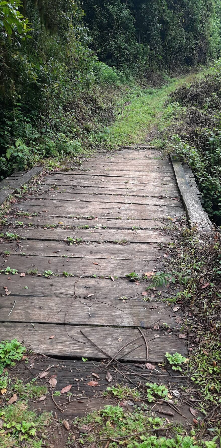 Castle Forest Lodge, Mt Kenya Castle Forest Lodge, Mt Kenya