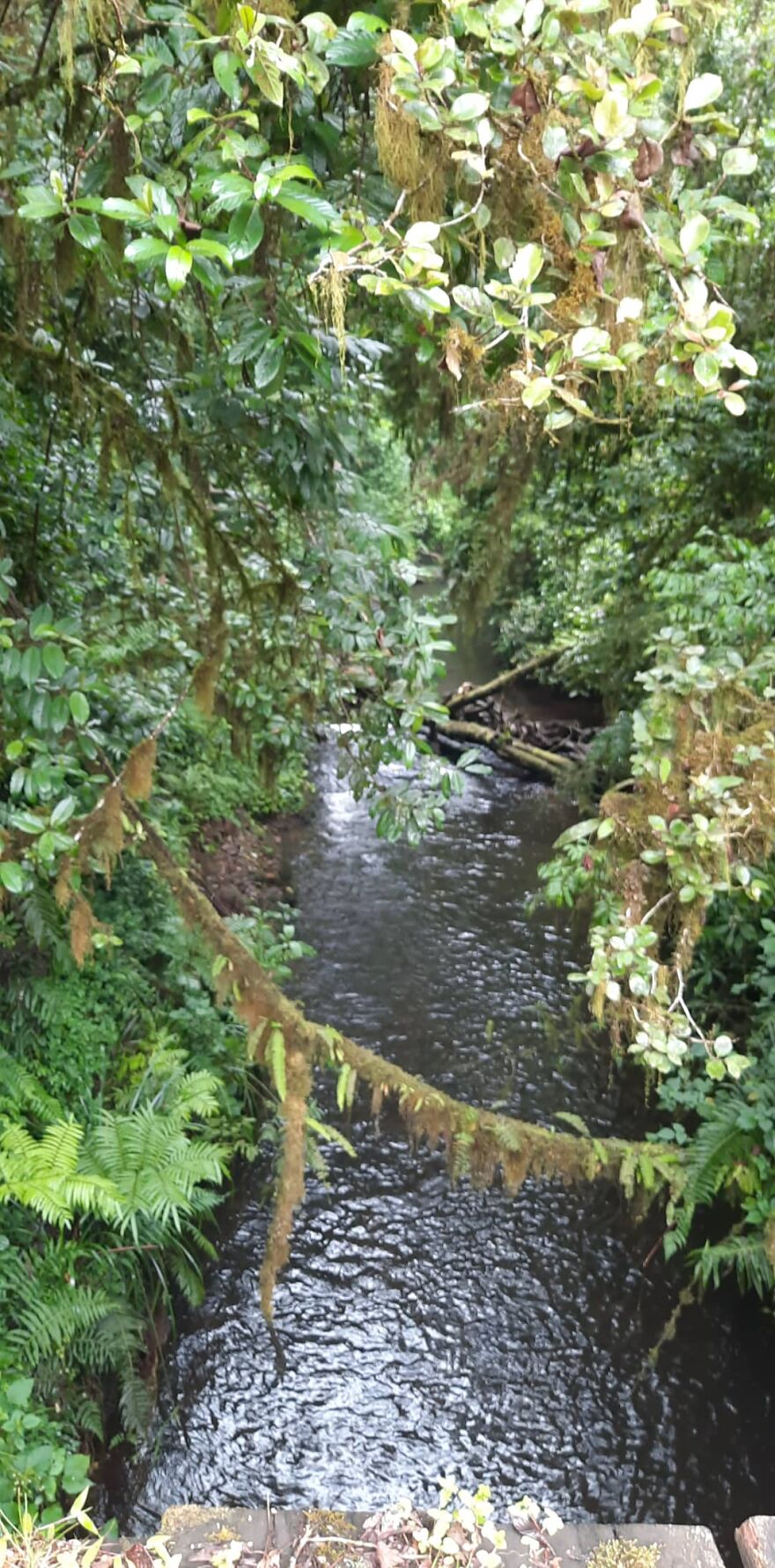 Castle Forest Lodge, Mt Kenya