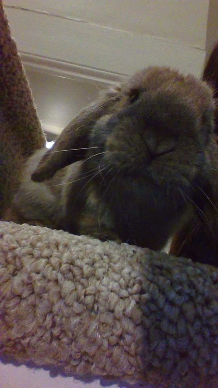 Meet My Bunny, Nutmeg