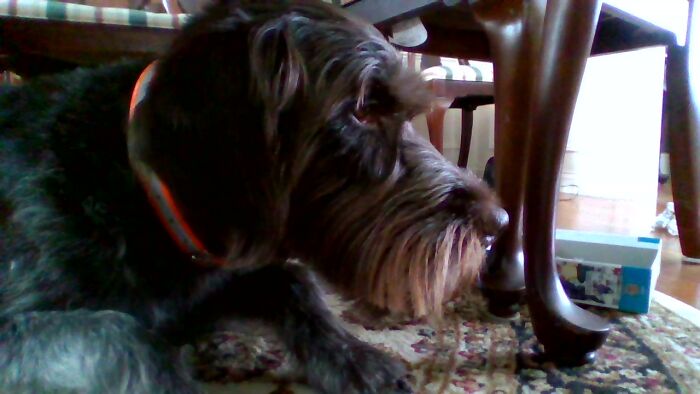 Saved Up $50 To Buy My Dog A Nice Bed For Her Birthday. Found Her Laying Under The Table.