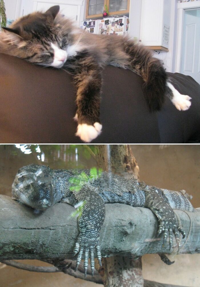 Pips (Top), Unknown Lizard (Bottom)