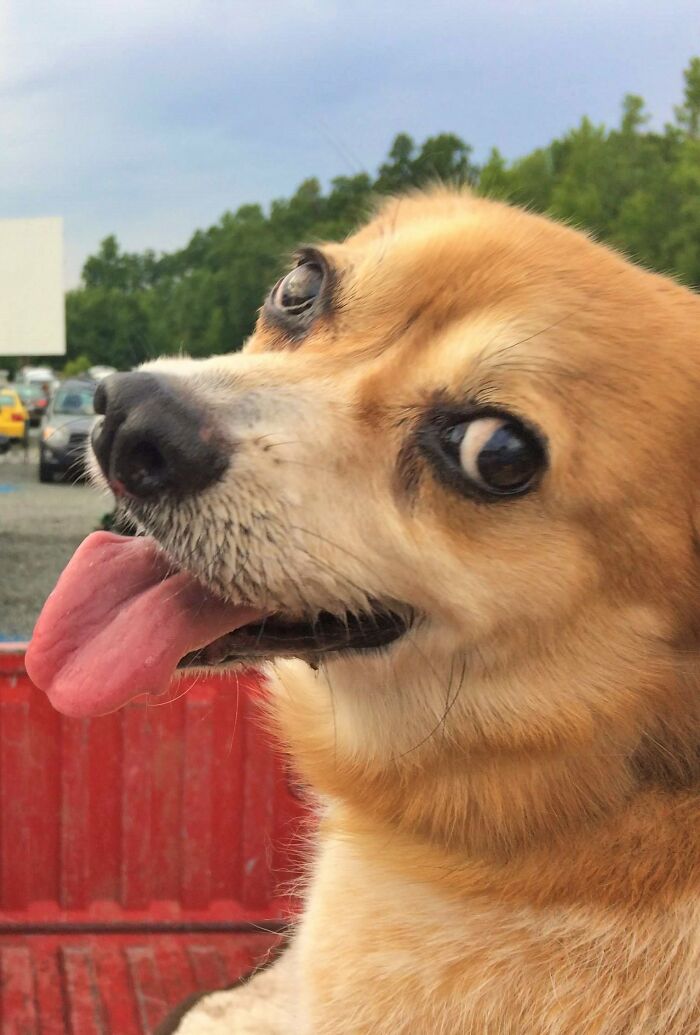 Pippin The Magnificent (And Brainless)