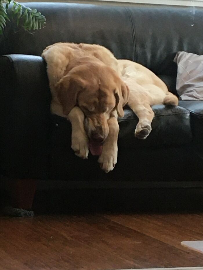 He Fell Asleep With His Tongue Hanging Out! Lol! (Sorry Image Is Fuzzy)