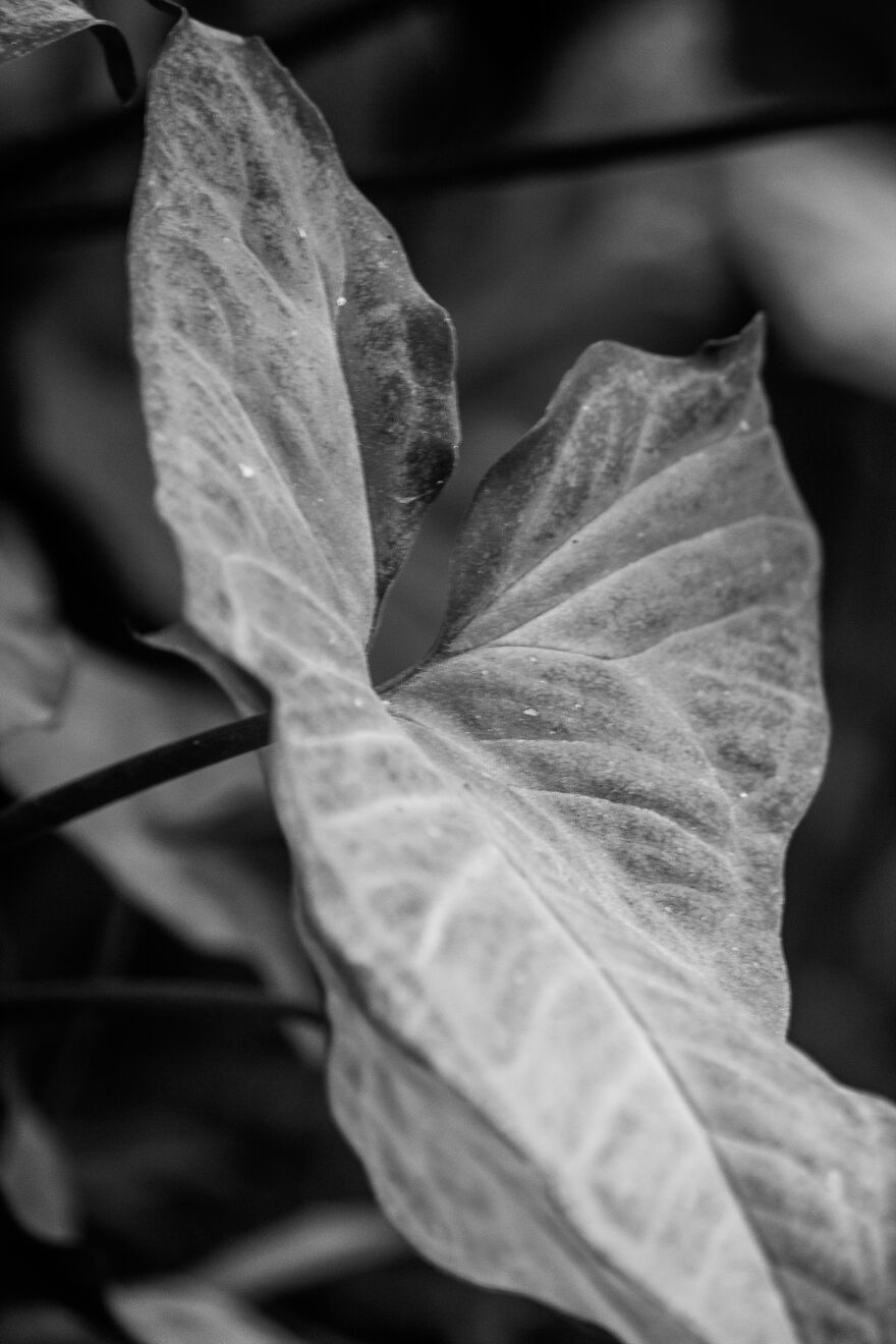 I Joined A Miniature Photographer In His Adventure