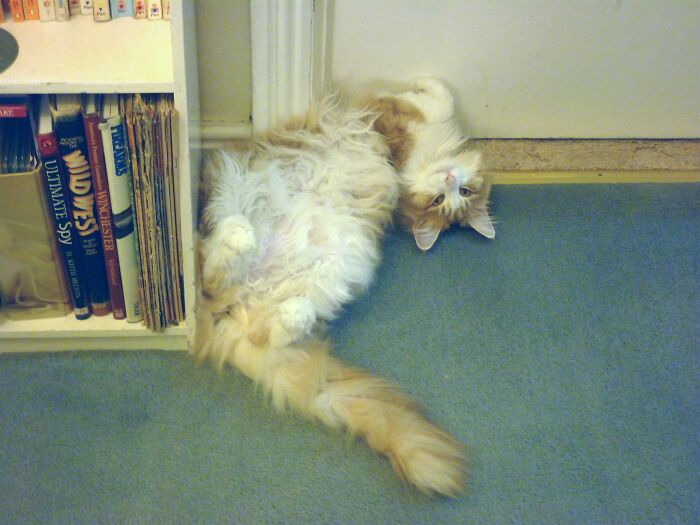 Iella Thinks The World Looks Better When Upsidedown.