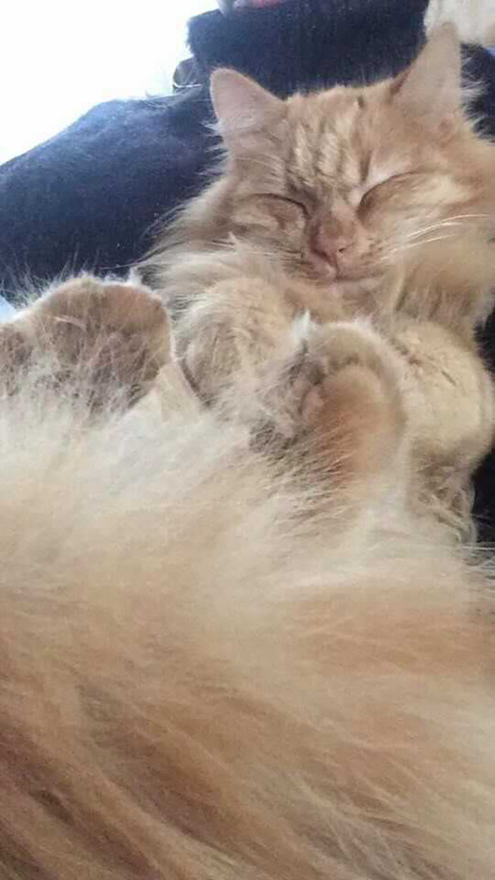 He Loves Snuggles, And Yes That's How He Actually Fell Asleep Thus The Picture