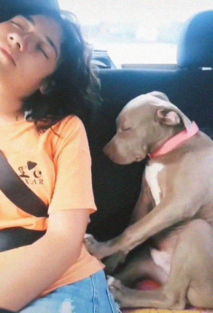 Adorable 3-Month-Old Pit Bull Puppy Nods Off In A Funny Way And Goes Viral