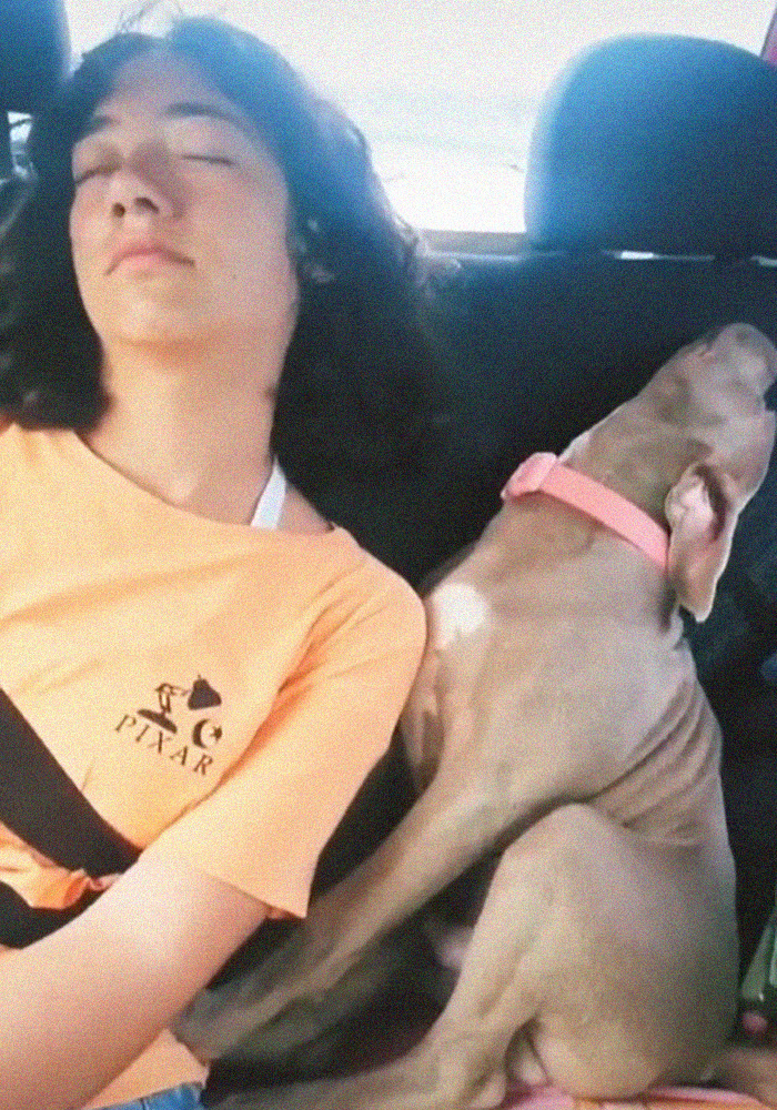 Adorable 3-Month-Old Pit Bull Puppy Nods Off In A Funny Way And Goes Viral