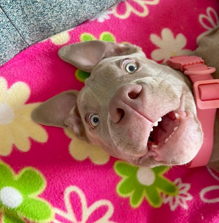 Adorable 3-Month-Old Pit Bull Puppy Nods Off In A Funny Way And Goes Viral