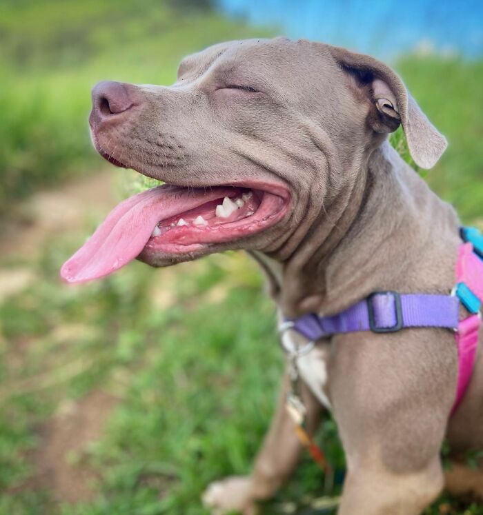 Adorable 3-Month-Old Pit Bull Puppy Nods Off In A Funny Way And Goes Viral