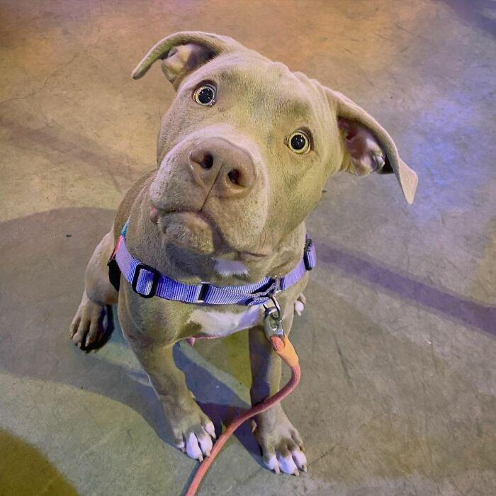 Adorable 3-Month-Old Pit Bull Puppy Nods Off In A Funny Way And Goes Viral