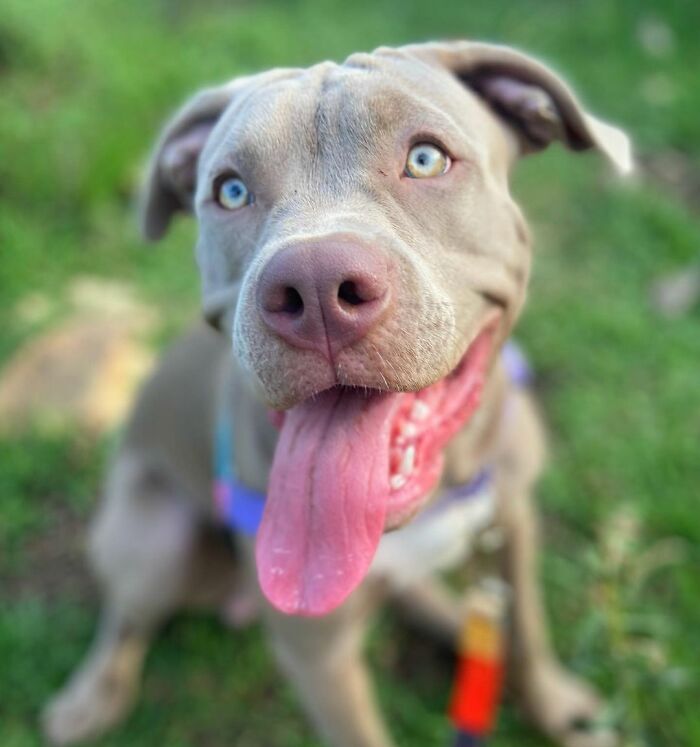 Adorable 3-Month-Old Pit Bull Puppy Nods Off In A Funny Way And Goes Viral