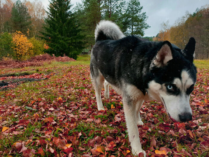 Loki Doing The Model Walk