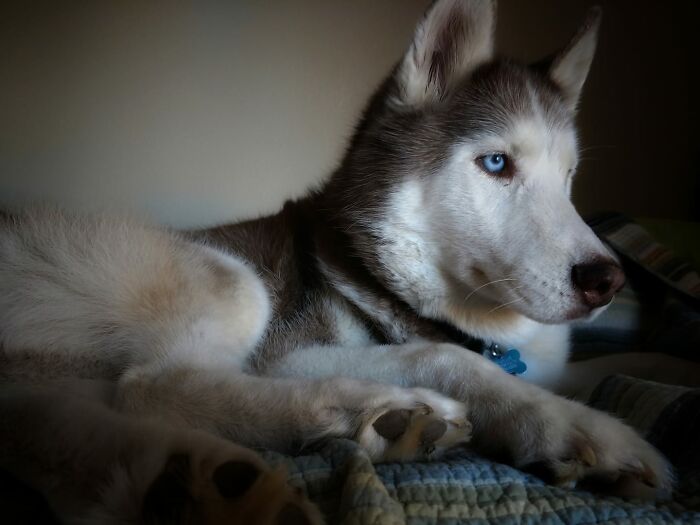 Jake (I Call Him Jakeopotamus For Short)