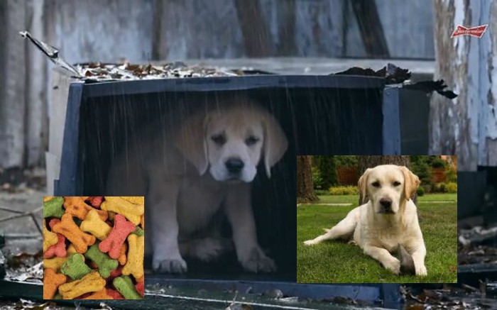 He Just Needed His Mommy And Some Treats.