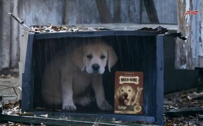 He Gets A Whole Box Of Large Milk Bones To Himself!