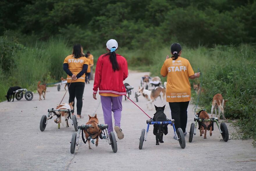 This Thai Animal Shelter Nurses Disabled Dogs Back To Life With The Help Of Vets And Wheelchairs