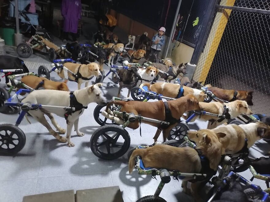 This Thai Animal Shelter Nurses Disabled Dogs Back To Life With The Help Of Vets And Wheelchairs This Thai Animal Shelter Nurses Disabled Dogs Back To Life With The Help Of Vets And Wheelchairs