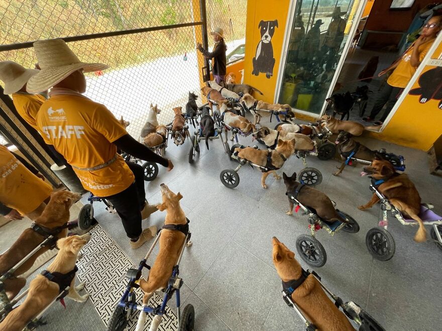 This Thai Animal Shelter Nurses Disabled Dogs Back To Life With The Help Of Vets And Wheelchairs