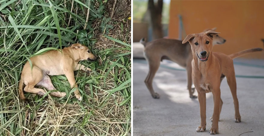 This Thai Animal Shelter Nurses Disabled Dogs Back To Life With The Help Of Vets And Wheelchairs This Thai Animal Shelter Nurses Disabled Dogs Back To Life With The Help Of Vets And Wheelchairs
