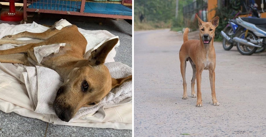 This Thai Animal Shelter Nurses Disabled Dogs Back To Life With The Help Of Vets And Wheelchairs This Thai Animal Shelter Nurses Disabled Dogs Back To Life With The Help Of Vets And Wheelchairs