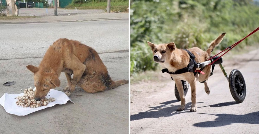 This Thai Animal Shelter Nurses Disabled Dogs Back To Life With The Help Of Vets And Wheelchairs