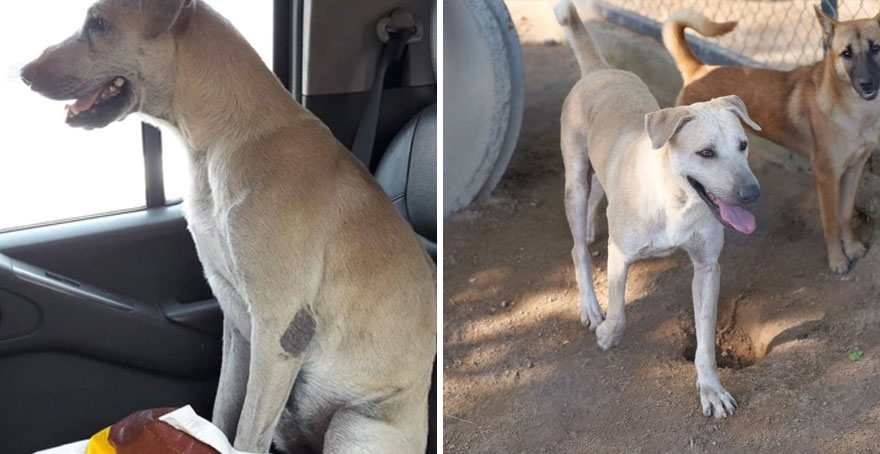 This Thai Animal Shelter Nurses Disabled Dogs Back To Life With The Help Of Vets And Wheelchairs