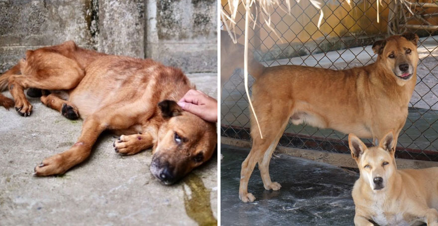 This Thai Animal Shelter Nurses Disabled Dogs Back To Life With The Help Of Vets And Wheelchairs