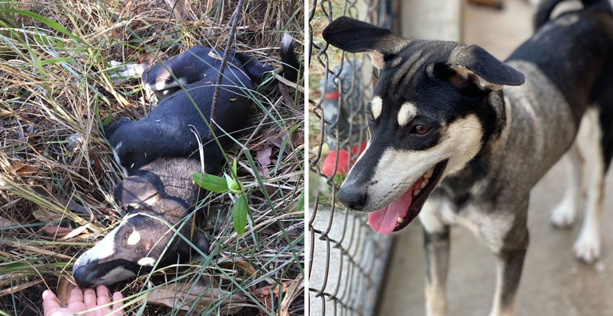 This Thai Animal Shelter Nurses Disabled Dogs Back To Life With The Help Of Vets And Wheelchairs This Thai Animal Shelter Nurses Disabled Dogs Back To Life With The Help Of Vets And Wheelchairs
