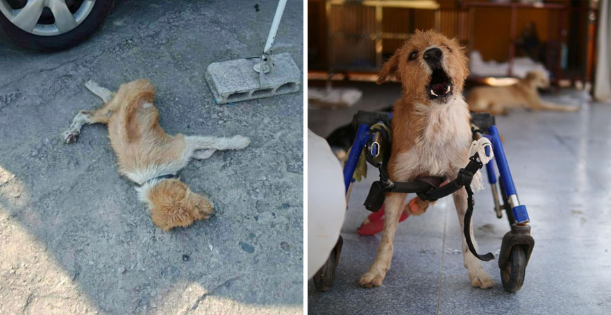 This Thai Animal Shelter Nurses Disabled Dogs Back To Life With The Help Of Vets And Wheelchairs This Thai Animal Shelter Nurses Disabled Dogs Back To Life With The Help Of Vets And Wheelchairs