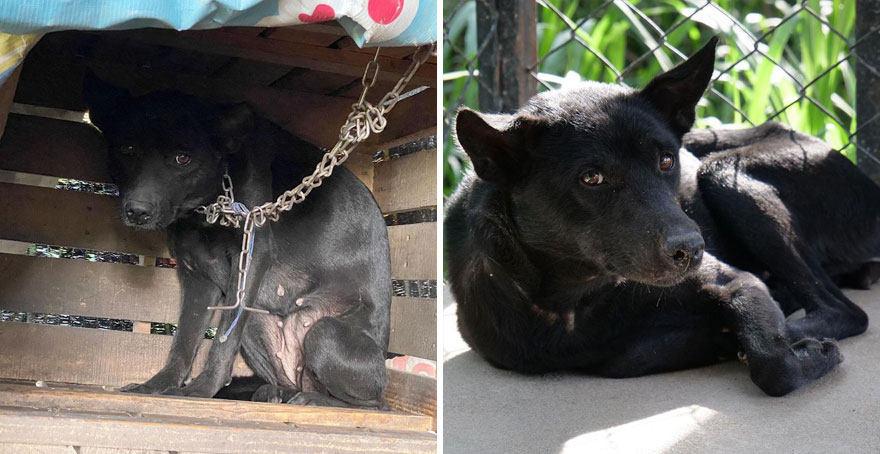 This Thai Animal Shelter Nurses Disabled Dogs Back To Life With The Help Of Vets And Wheelchairs