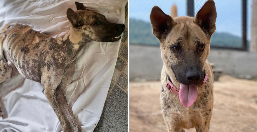 This Thai Animal Shelter Nurses Disabled Dogs Back To Life With The Help Of Vets And Wheelchairs This Thai Animal Shelter Nurses Disabled Dogs Back To Life With The Help Of Vets And Wheelchairs