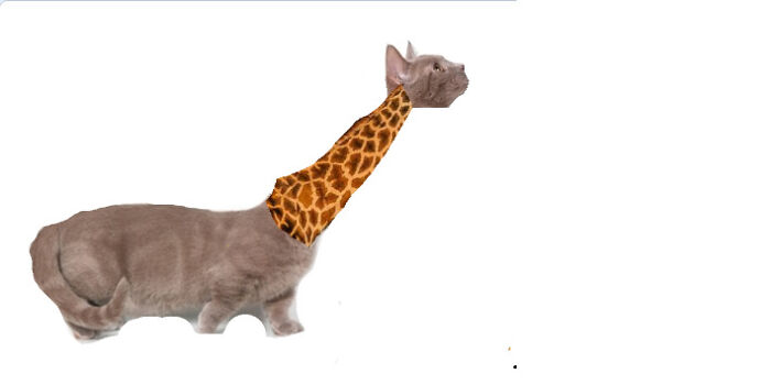 Corgi Cat Girraffe