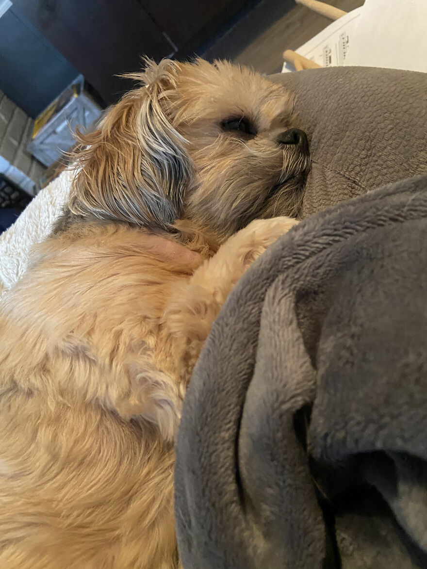 My Dog Really Makes Me Happy So Here Is A Compilation Of Her In The Past Year