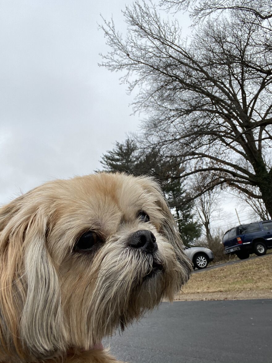 My Dog Really Makes Me Happy So Here Is A Compilation Of Her In The Past Year My Dog Really Makes Me Happy So Here Is A Compilation Of Her In The Past Year