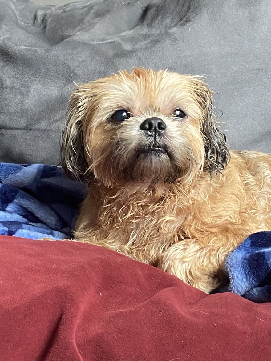 My Dog Really Makes Me Happy So Here Is A Compilation Of Her In The Past Year