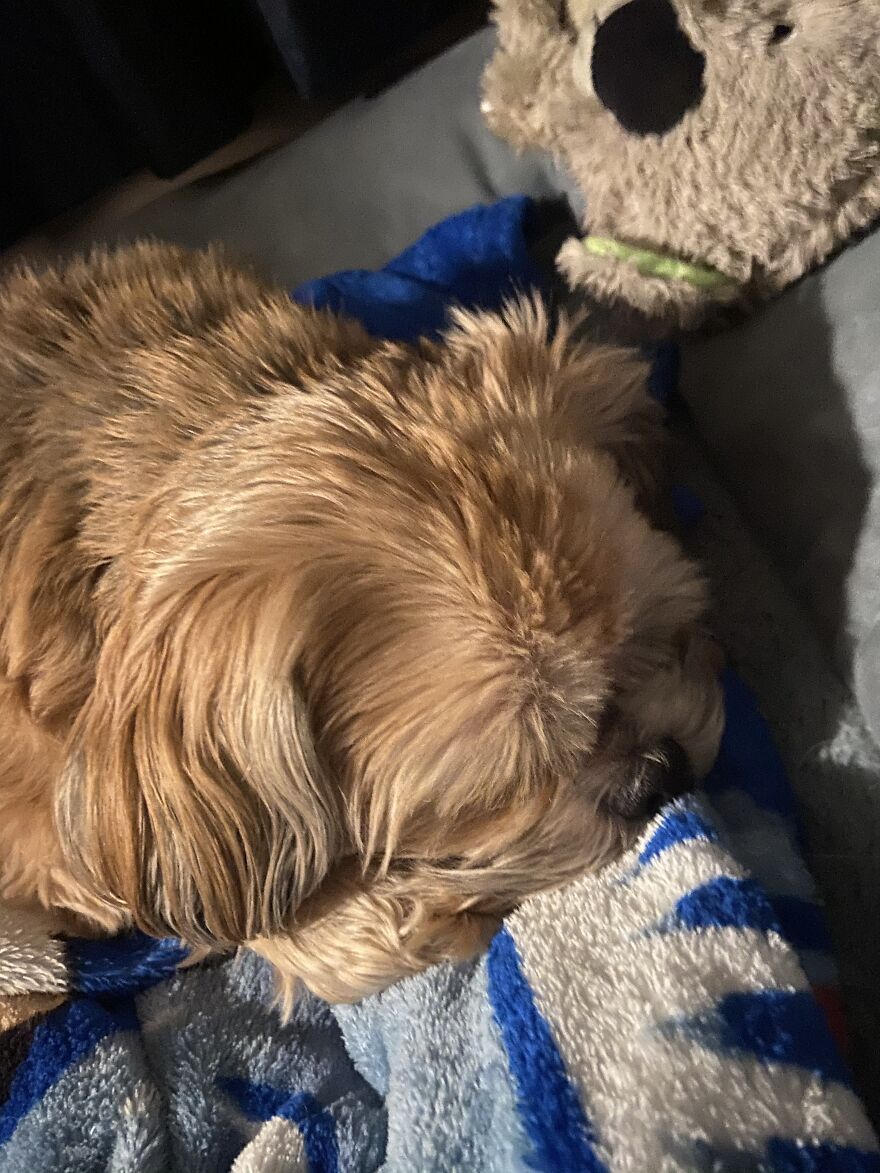 My Dog Really Makes Me Happy So Here Is A Compilation Of Her In The Past Year