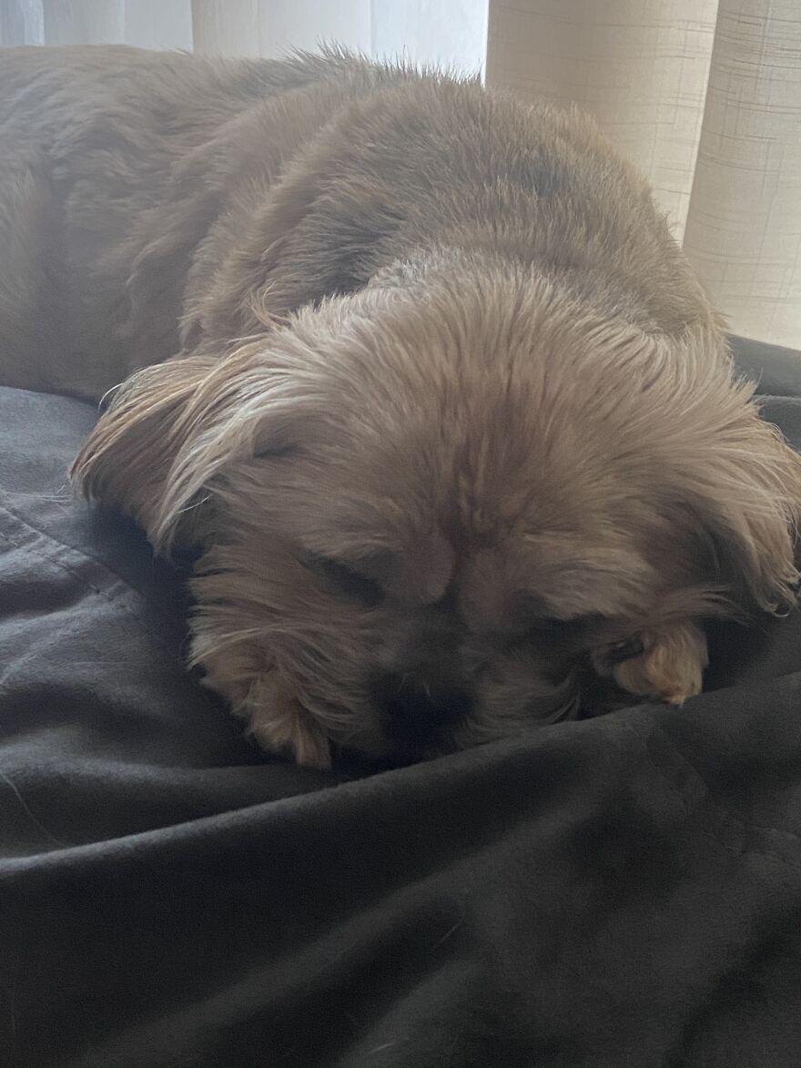 My Dog Really Makes Me Happy So Here Is A Compilation Of Her In The Past Year My Dog Really Makes Me Happy So Here Is A Compilation Of Her In The Past Year