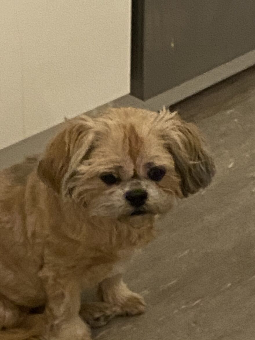 My Dog Really Makes Me Happy So Here Is A Compilation Of Her In The Past Year My Dog Really Makes Me Happy So Here Is A Compilation Of Her In The Past Year