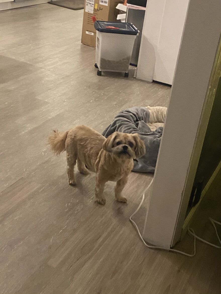 My Dog Really Makes Me Happy So Here Is A Compilation Of Her In The Past Year