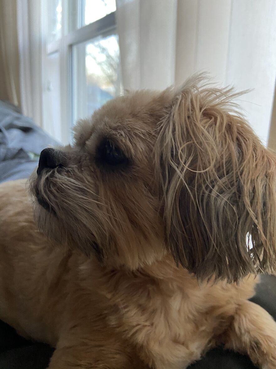 My Dog Really Makes Me Happy So Here Is A Compilation Of Her In The Past Year