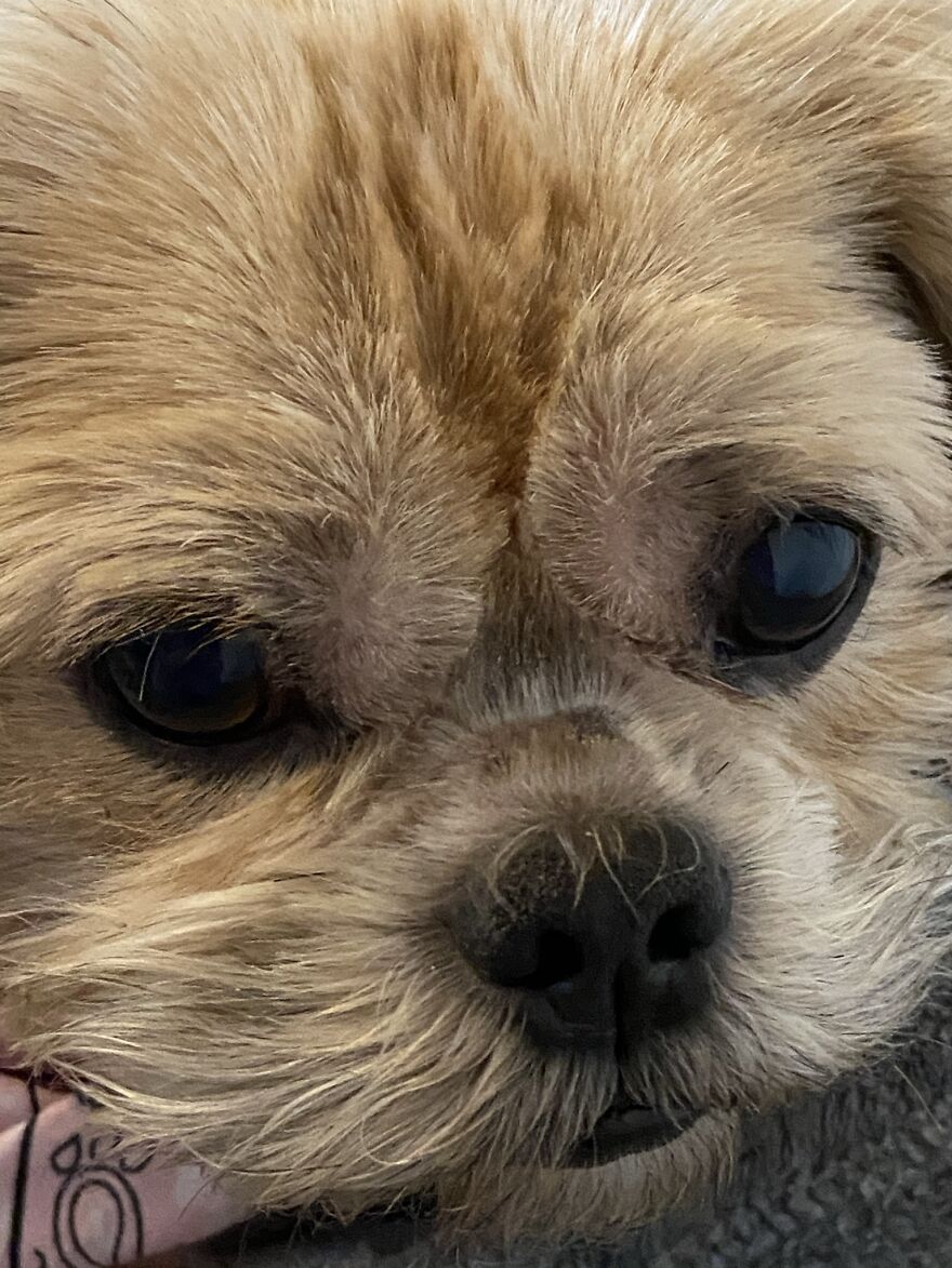 My Dog Really Makes Me Happy So Here Is A Compilation Of Her In The Past Year