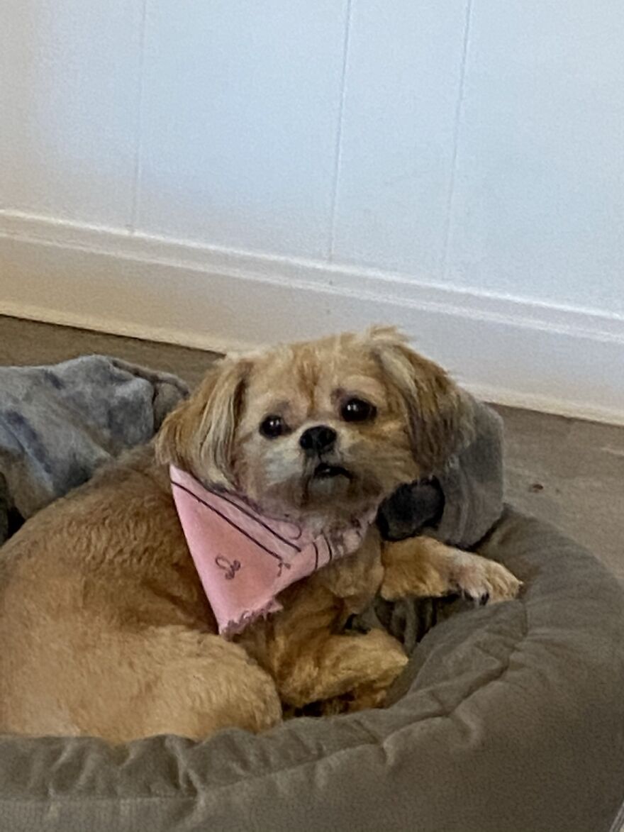 My Dog Really Makes Me Happy So Here Is A Compilation Of Her In The Past Year