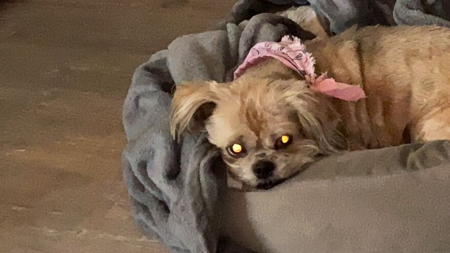 My Dog Really Makes Me Happy So Here Is A Compilation Of Her In The Past Year