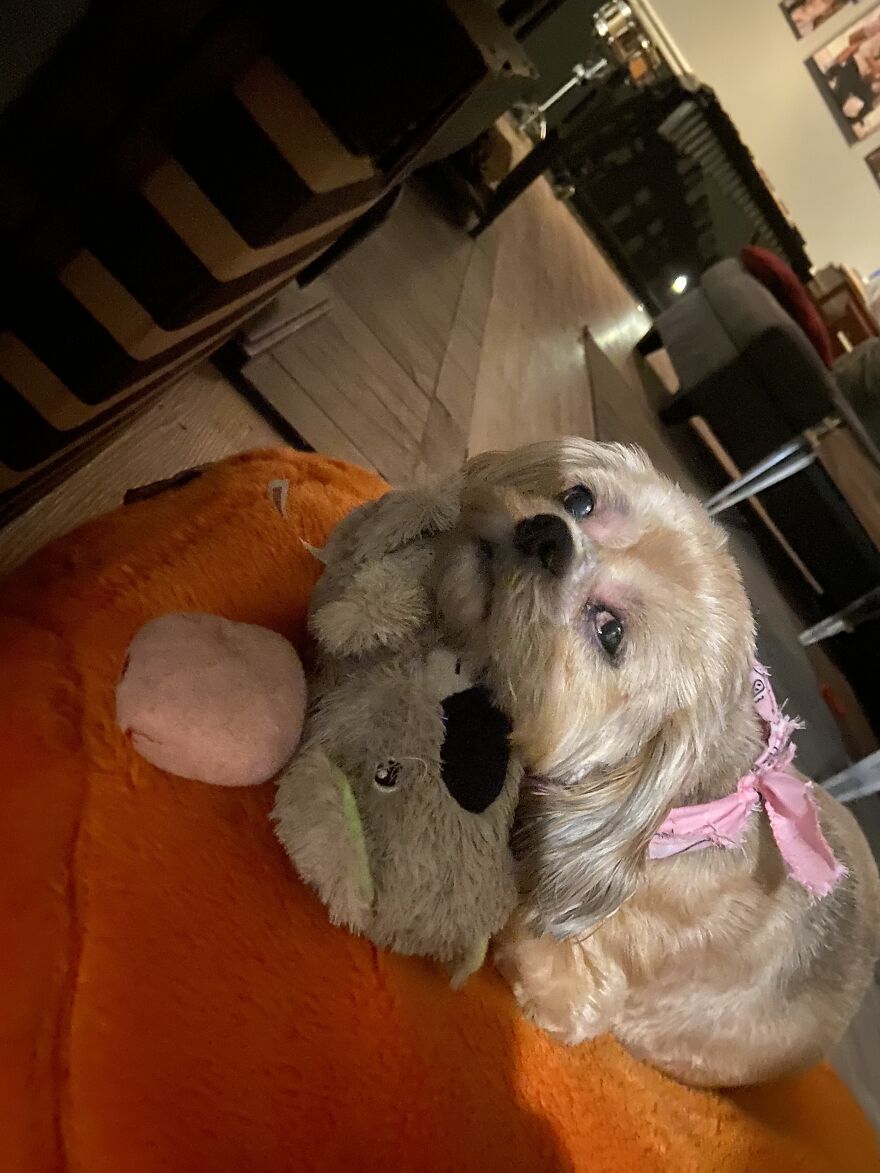 My Dog Really Makes Me Happy So Here Is A Compilation Of Her In The Past Year