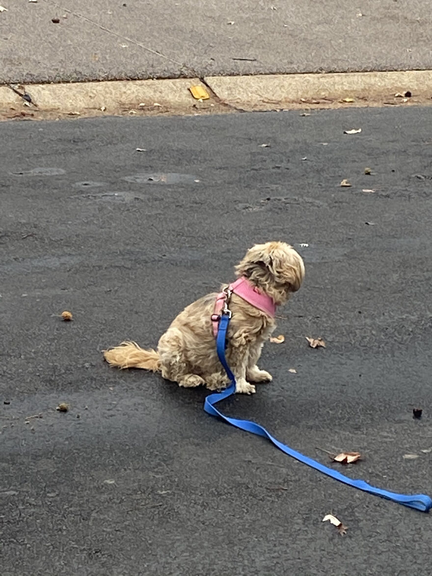 My Dog Really Makes Me Happy So Here Is A Compilation Of Her In The Past Year My Dog Really Makes Me Happy So Here Is A Compilation Of Her In The Past Year