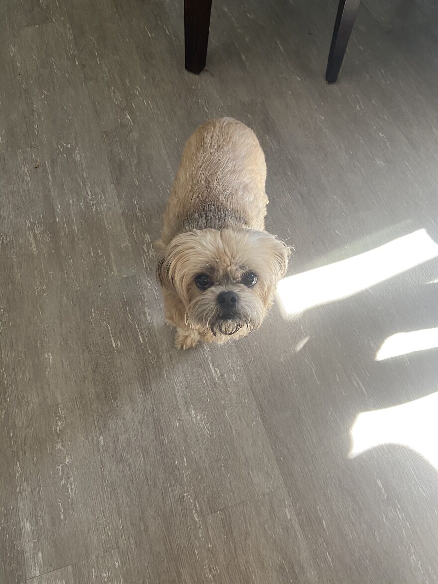 My Dog Really Makes Me Happy So Here Is A Compilation Of Her In The Past Year