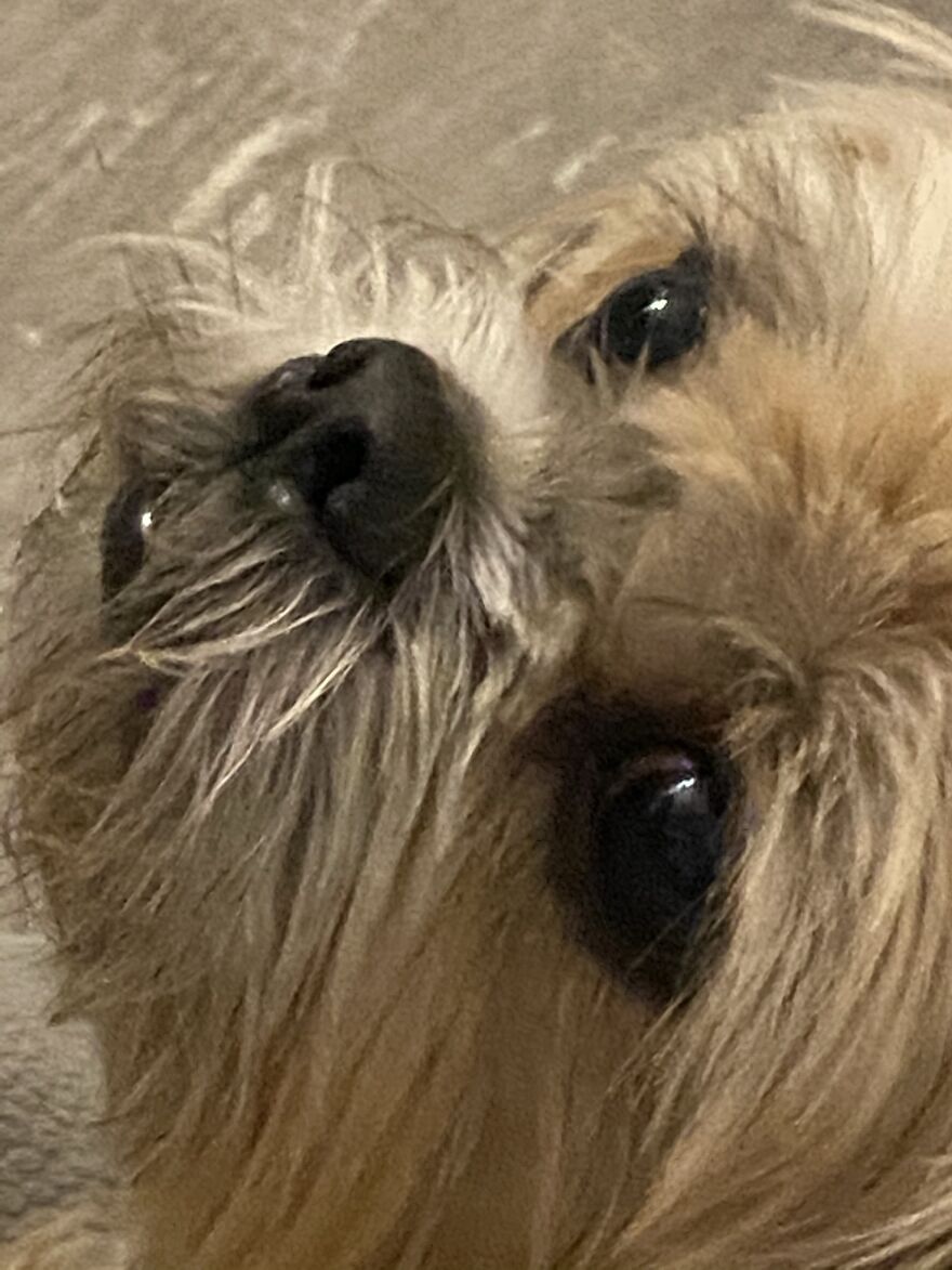 My Dog Really Makes Me Happy So Here Is A Compilation Of Her In The Past Year My Dog Really Makes Me Happy So Here Is A Compilation Of Her In The Past Year