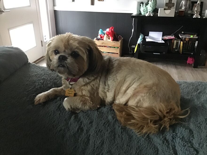 My Dog Really Makes Me Happy So Here Is A Compilation Of Her In The Past Year