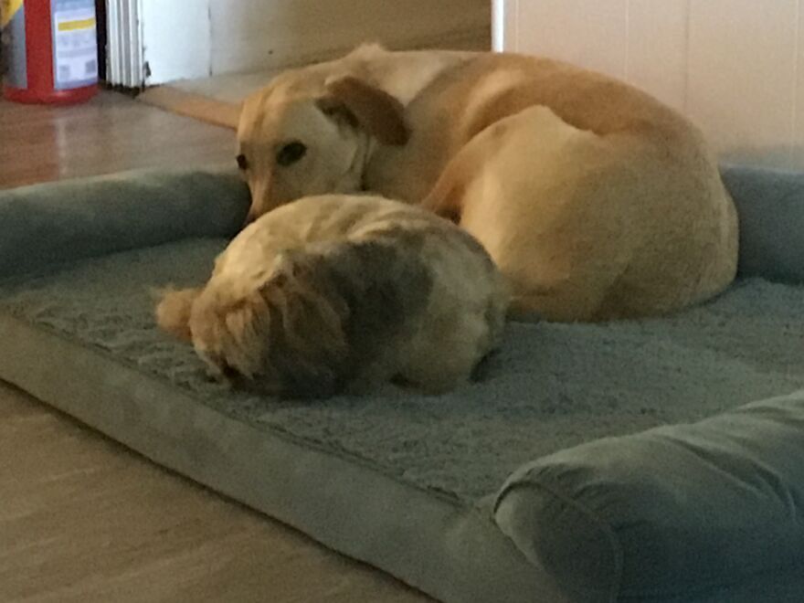 My Dog Really Makes Me Happy So Here Is A Compilation Of Her In The Past Year